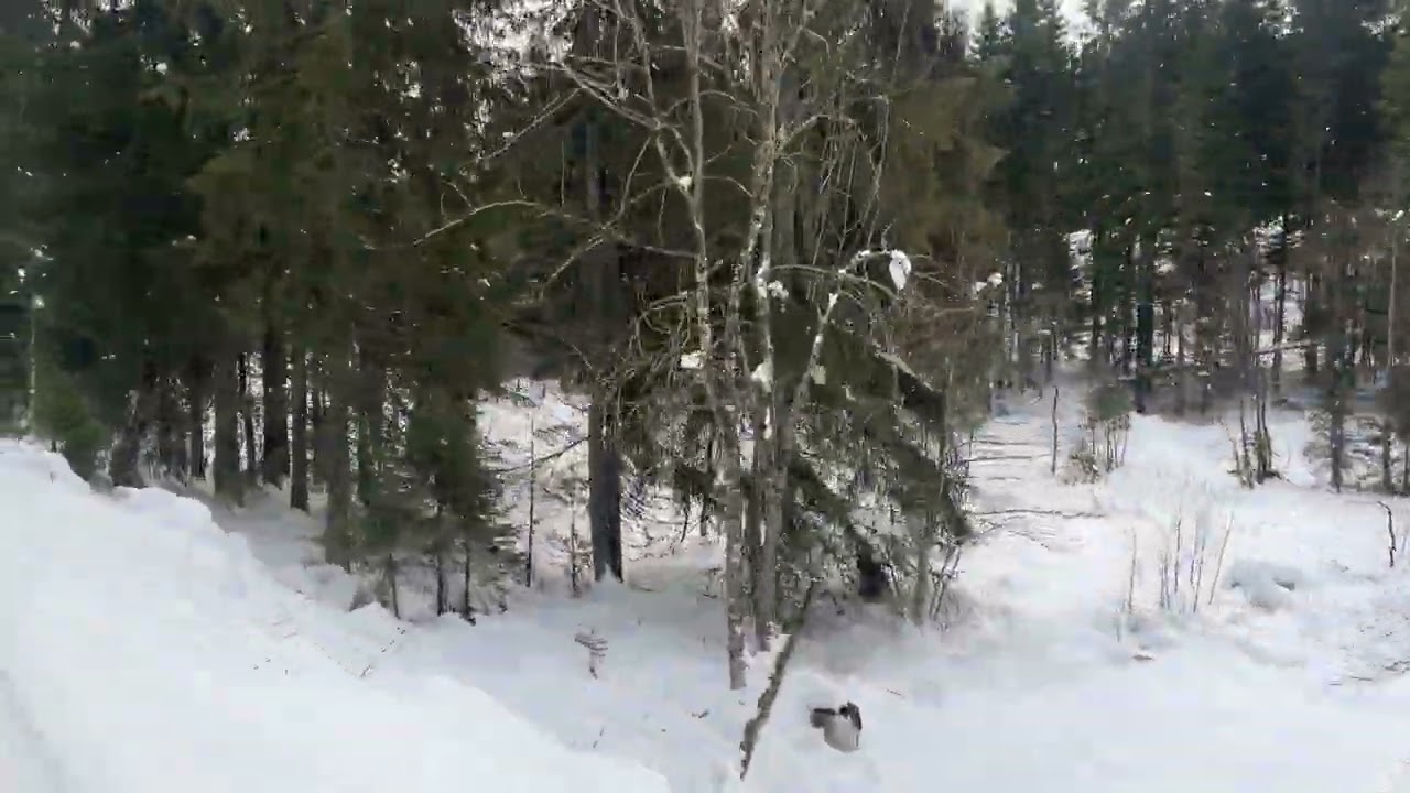 Gøy på ski nedoverbakke, 28.02.2026