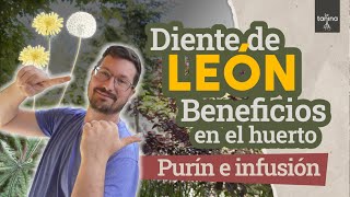 Tus plantas MÁS SANAS con preparados de DIENTE DE LEÓN🌾🌸