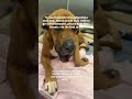 He doesn’t understand why no one chooses him… 💔Bravo is sick, in #usa #canada #rescue #london #uk