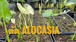 ขยายพันธุ์ Alocasia ง่ายนิดเดียว@hazzdum_garden