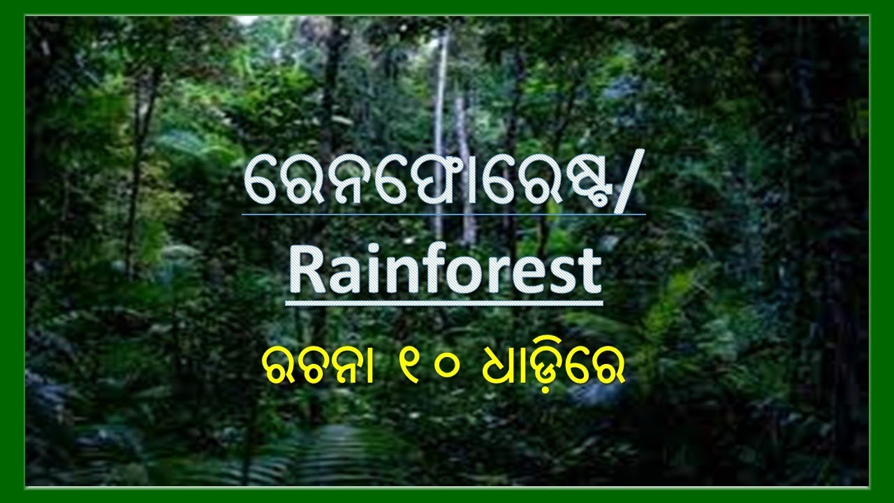 short essay on rain forest