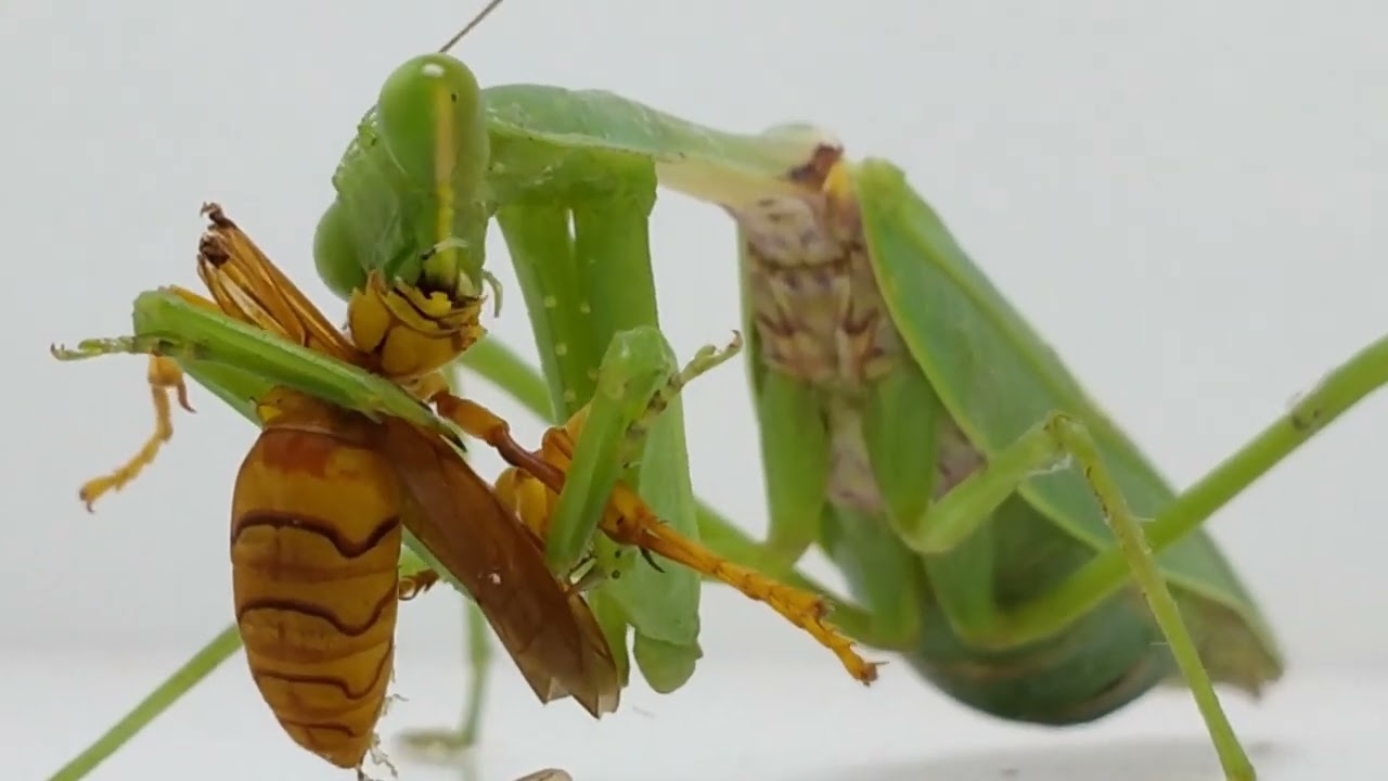 Praying Mantises Deadly Killers of the Insect World YouTube