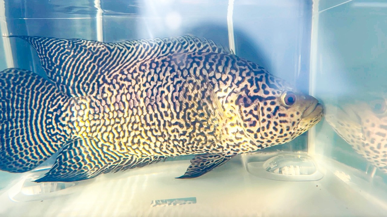 800km Fahrt Für 3 Jaguarbuntbarsche & 7 Wochen Später Passiert Das