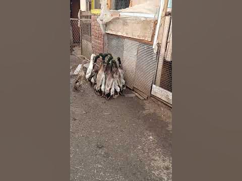 индийски бегач - YouTube