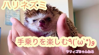 懐かないハリネズミが何故か弟にデレデレ