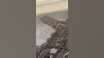 Cute little fearless lizard