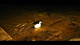 A Night With the Ducks A GH5 short film