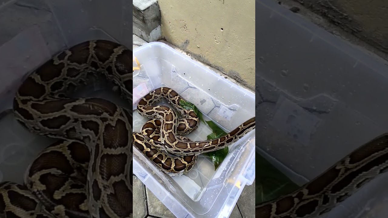Ular Python Molurus 2meter Sedang Berendam 