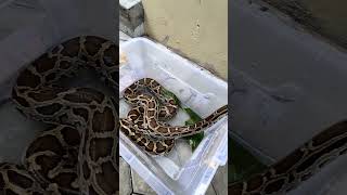 Ular Python Molurus 2Meter Sedang Berendam