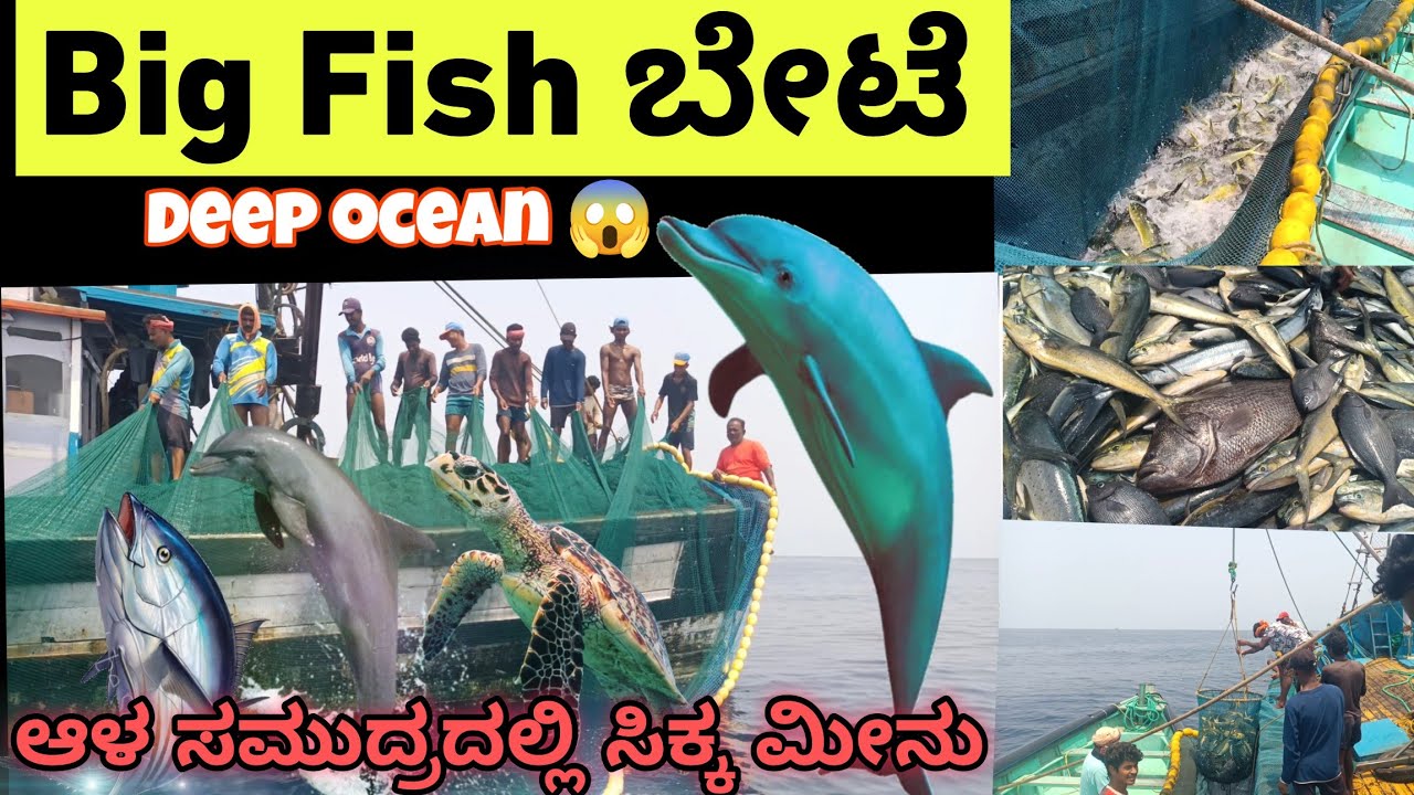 🦈||ಆಳ ಸಮುದ್ರದಲ್ಲಿ ದೊಡ್ಡ ದೊಡ್ಡ ಮೀನು ಸಿಕ್ತು  #fish #fishing #netfishing #ocean #oceanfishing #bigfish