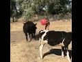 Коровы тоже умеют играть в мяч!