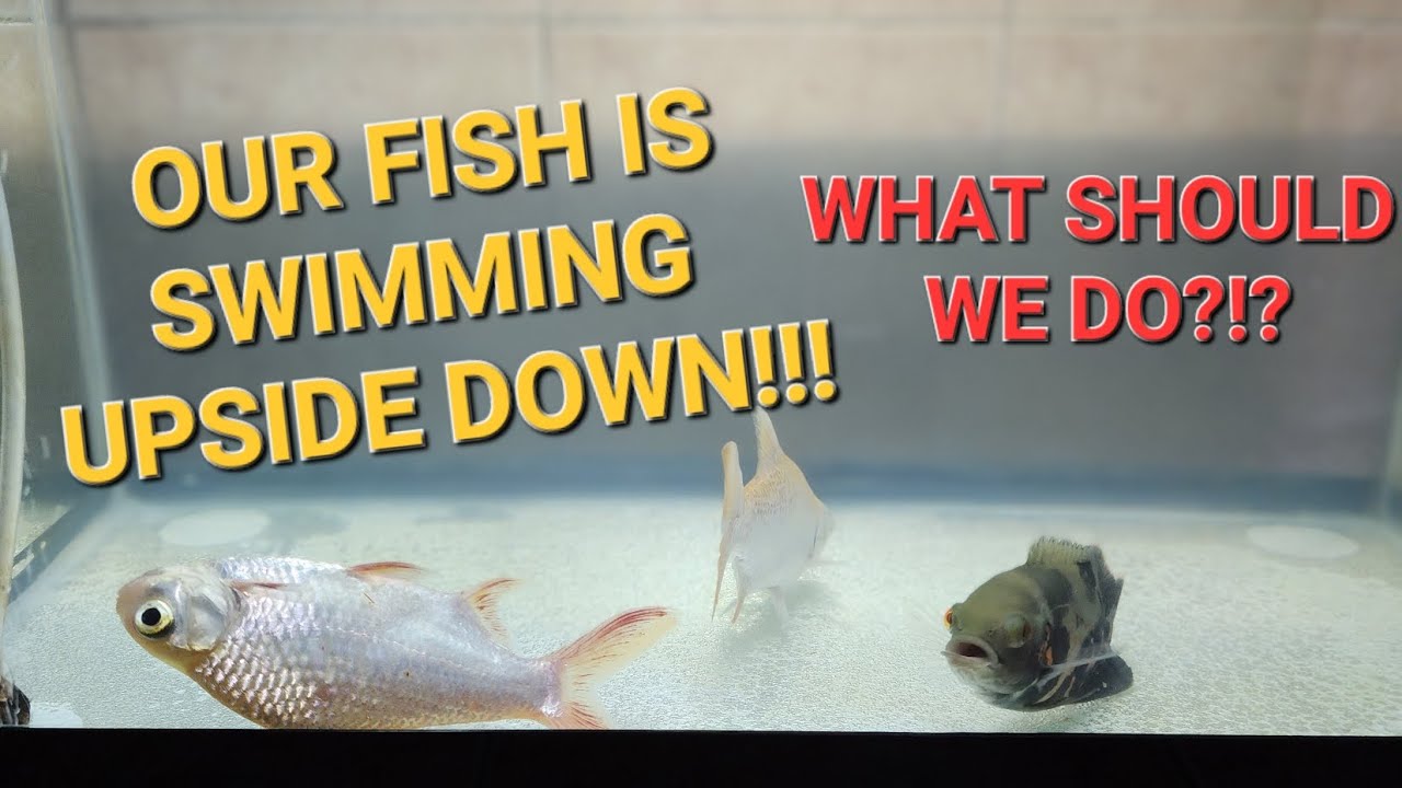Tin foil fish swimming upside down, what should we do?! tank fishtank