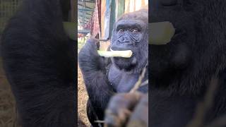This Lovely Lady Is Enjoying Her Leeks! #Gorilla  #Eating #Asmr #Satisfying