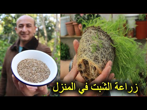 فيديو: نبات الشبت الخاص بي مزهر - معلومات عن نباتات الشبت المزهرة