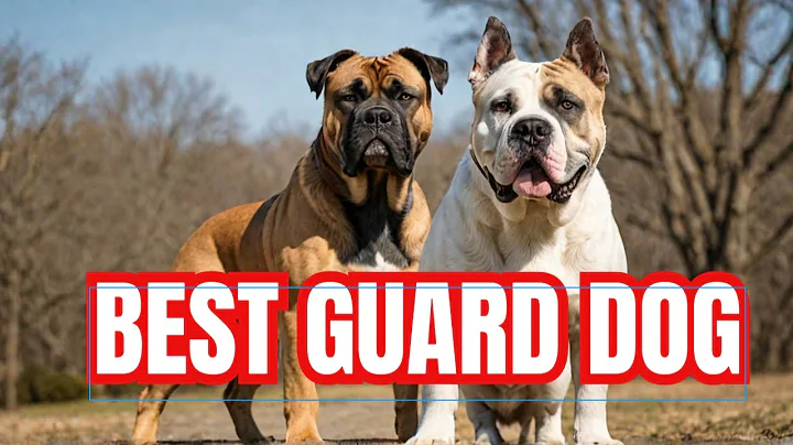 American Bulldogs: The Ultimate Guard Dog