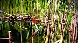 Вирізав ВІКНО в очереті🌾🌾І почалося КАРАСЬ в заброс на ПЕРО🪶