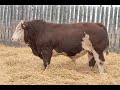 110M WOLFE FARMS 2025