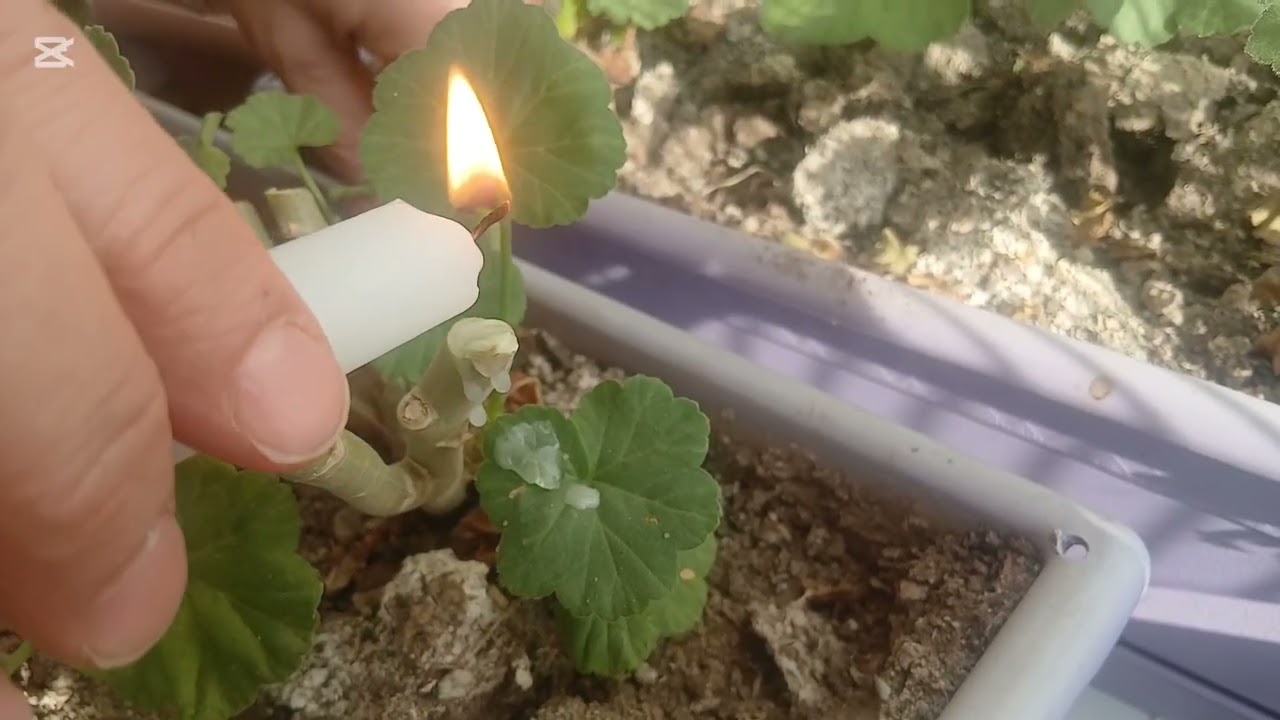 SARDUNYA  HANGİ AYDA BUDANIR / SARDUNYA BUDAMASI NASIL YAPILIR ✅️ 