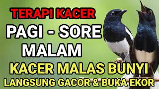TERAPI PANCINGAN MASTERAN KACER APAPUN LANGSUNG NYAUT GACOR NGEPLONG KONSLET BUKOR & DONGKRAK EMOSI