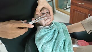 Baby Monkey Kuku haircut at the Hair Salon