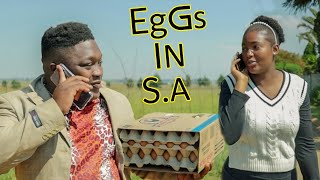 Egg Crisis In South Africa