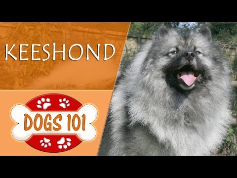 Dogs 101 - KEESHOND - Top Dog Facts About the KEESHOND