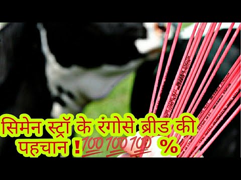 वीडियो: शॉर्टहॉर्न मवेशी किस रंग के होते हैं?