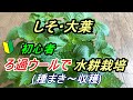 しそ・大葉　種まき～収穫　ろ過ウールで【水耕栽培】
