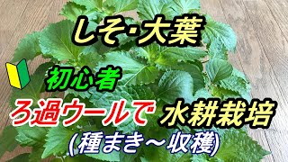 しそ・大葉　種まき～収穫　ろ過ウールで【水耕栽培】