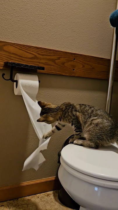 Luna's in the sink as Kiki discovers the toilet paper! 😼 #kittenlife #kittens #cats #tabbycat