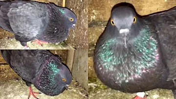 Male Pigeon Calling Female Pigeon | Pigeon Crying Cooing Sound | Black Pigeon