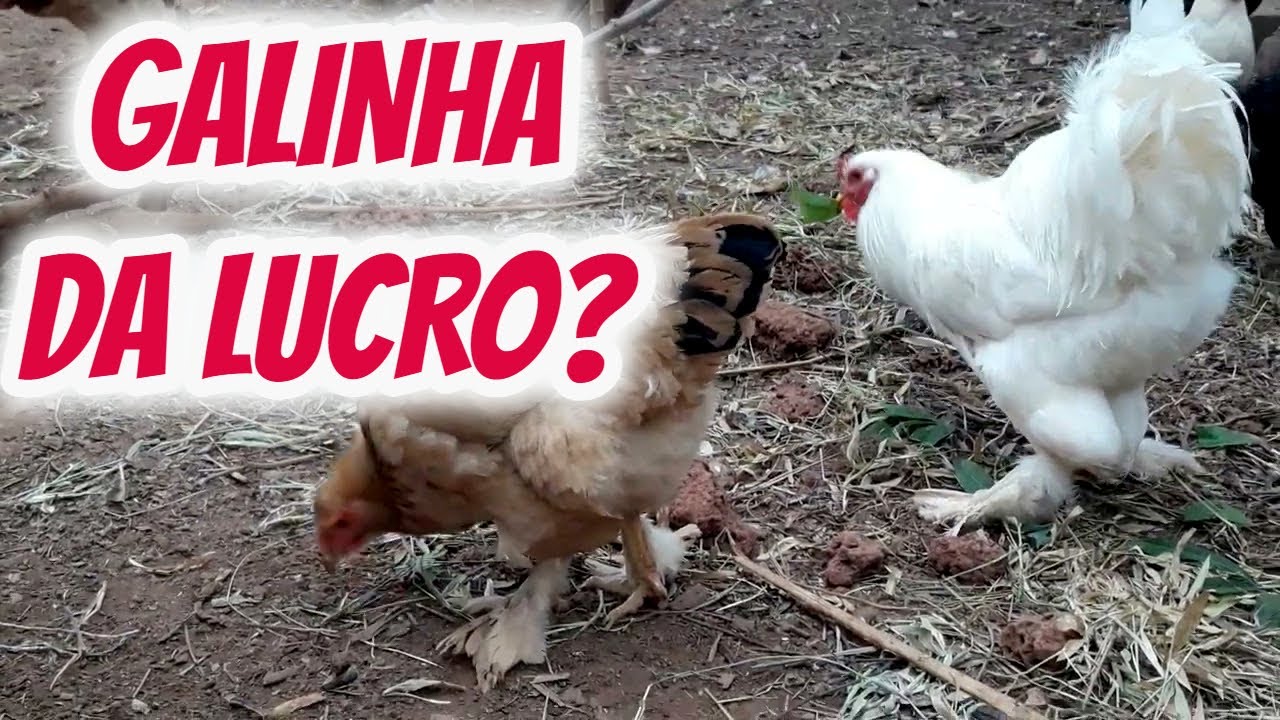 Criar galinhas caipira em casa dá lucro compensa? Como ganhar dinheiro com criação em um sítio Criar galinhas caipira em casa dá lucro compensa? Como ganhar dinheiro com criação em um sítio