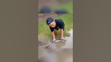 ĐẶC SẢN MIỀN QUÊ CÁ LÓC LÒNG NƯỚNG  #lkhoa  #cuoccauca #amthuc #funny