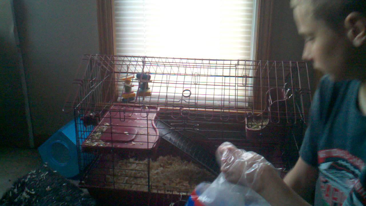 How to clean and change out your chinchilla cage YouTube