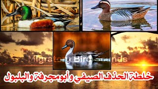 خلطة الحذف الصيفي وأبومجرفة والبلبول || Mix of Garganey, Northern Shoveler and Northern Pintail