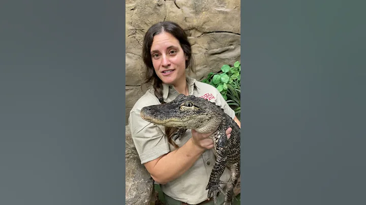 Why You Cant Have A Pet Alligator! - DayDayNews