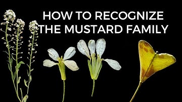 Learn to Identify Plants | BRASSICACEAE (Mustard Family)