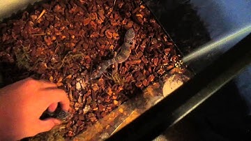 Ball Python And Leopard Geckos