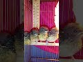 satu sarang isi 4, jantan 3 betina 1