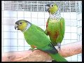 Quiet Conures Pyrrhura Green Cheek  and Family