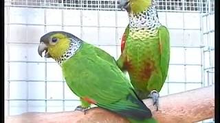 Quiet Conures Pyrrhura Green Cheek  and Family