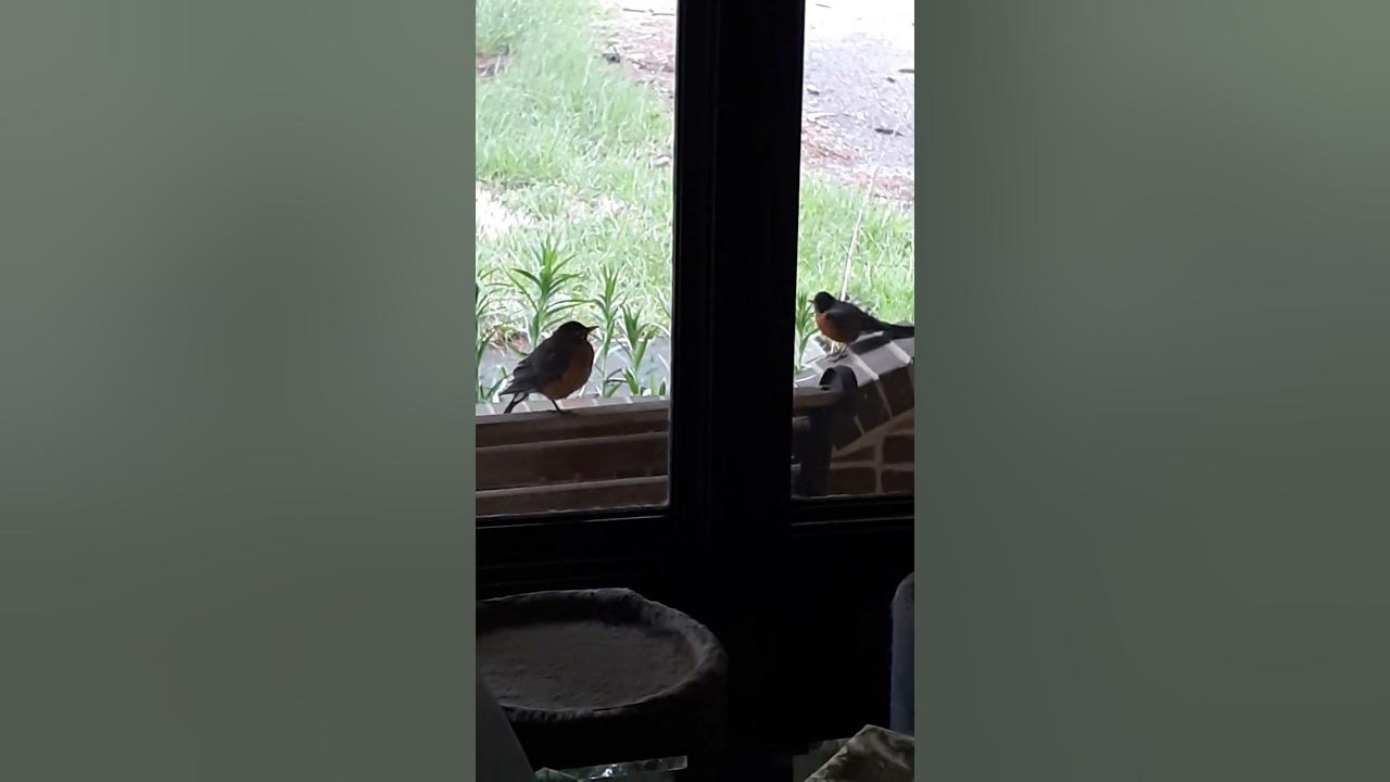 Robins in the Window YouTube
