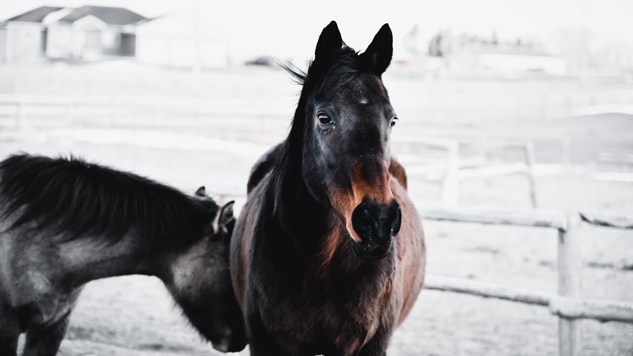In loving Memory of Bird // Our 27 year old MSER Thoroughbred Mare