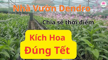 Nhà Vườn Dendro- Hướng Dẫn Cách Chuẩn Bị Kích Hoa Đúng Tết