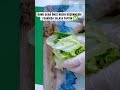 MAYDANOZ ,ROKA,TERE, SOĞAN DOĞRAMAK ÇİLE OLMAKTAN ÇIKIYOR ✅ #püfnoktası #pratiktarifler#yemek #food