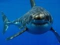 Great White Shark Dive, Nautilus Explorer, Guadalupe, GoPro Video