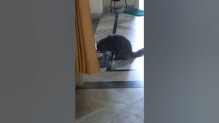 Watch the video about Persian Cat Drinking Water,Funny Moments #Shorts #Cats