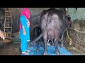 👍25 किलोग्राम दूध देने वाली,Beautiful Murrah Buffalo,ने दूसरी मिल्किंग में कितना दूध निकाला है।