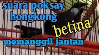 suara poksay Hongkong betina memanggil  jantan sangat ampuh