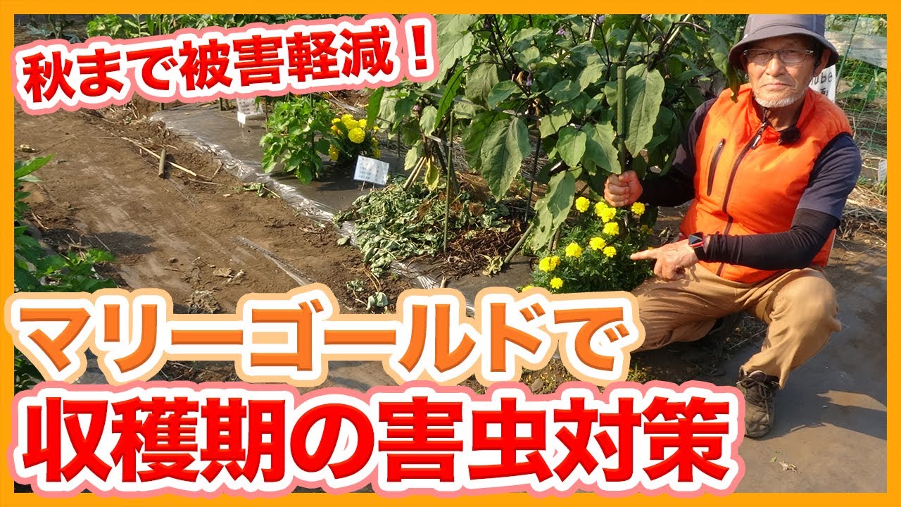 家庭菜園や農園栽培で収穫期はこれで害虫対策！コンパニオンプランツのマリーゴールドで秋まで害虫被害を軽減する方法を徹底解説！/Tips for pest control using marigolds.
